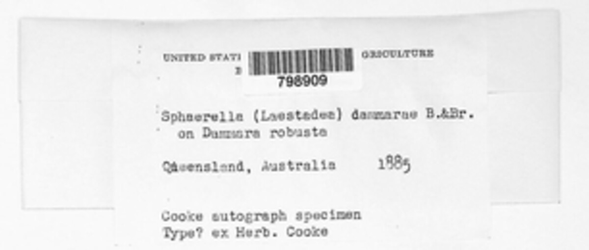 Sphaerella dammarae image